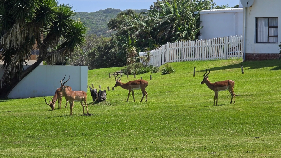 6 Bedroom Property for Sale in Cove Rock Eastern Cape